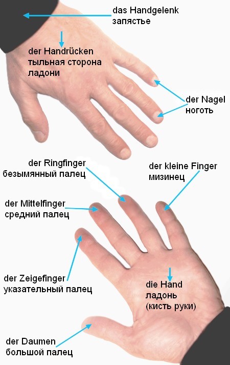 Ладонь и пальцы по-немецки