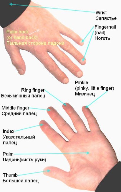 Parts of the hand – Ладонь и её ладони по-английски с переводом