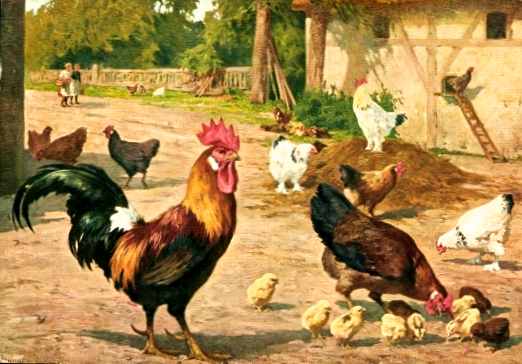 Курица, петух и цыплята