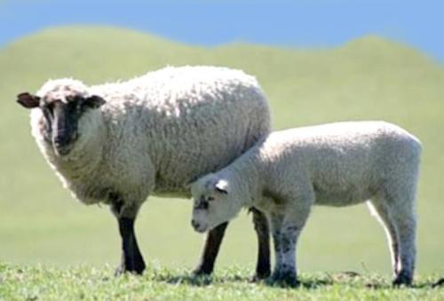 овца и ягненок