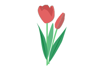 die Tulpe