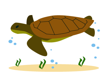 die Meeresschildkröte