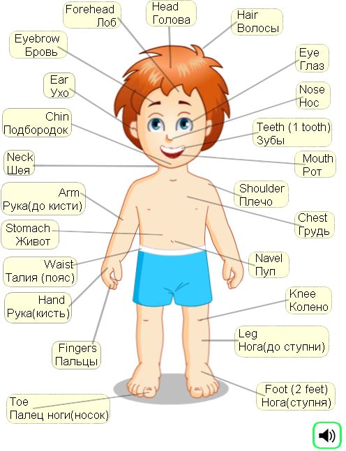 картинки части тела на английском для детей