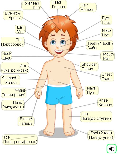 Части тела по-английски и по-русски