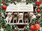 puppies on piano