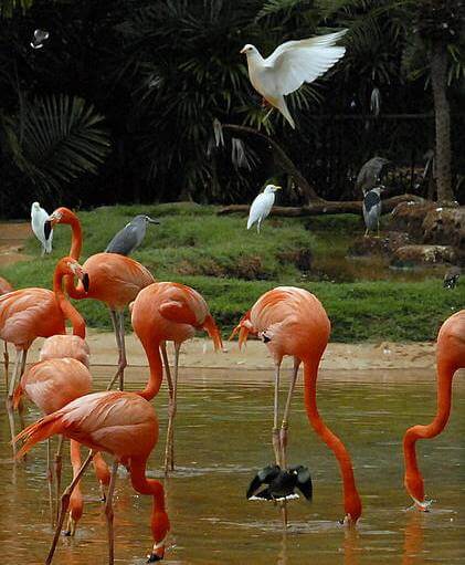 Фламинго в зоопарке Гонолулу